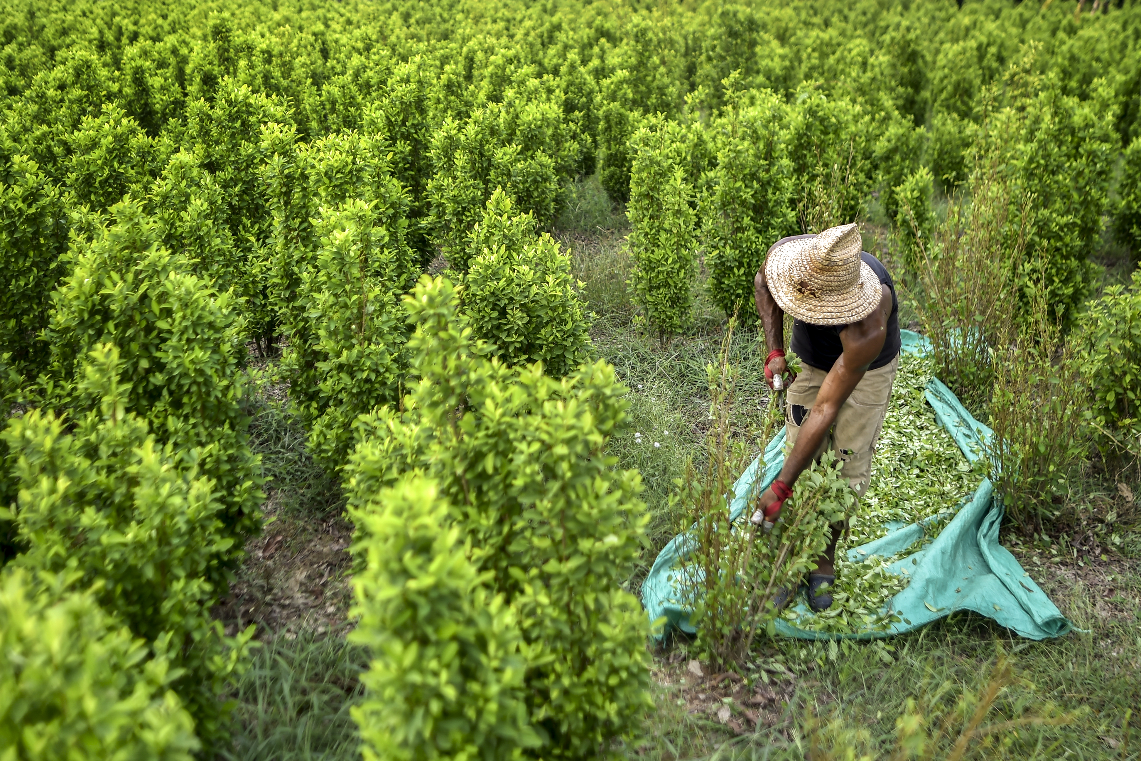 Fedeagro: Nuestros productores están quebrando por el contrabando de hortalizas