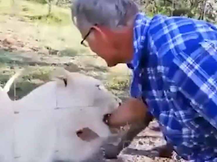 EN VIDEO: Le dijeron que no acariciara al león… pero igual lo hizo y casi pierde la mano