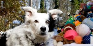 Murió Chaser, el perro más inteligente del mundo que podía reconocer más de 1.000 objetos