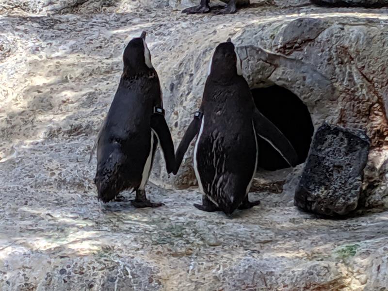 Pareja de pingüinitos gays formaron una familia y son la atracción principal en un zoológico de EEUU (FOTOS)