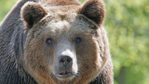 Un oso lo atacó cuando se lo topó de frente pero su padre salió al rescate