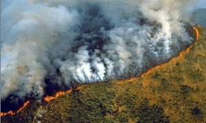 Amazonía brasileña tuvo en noviembre el menor número de incendios en 21 años