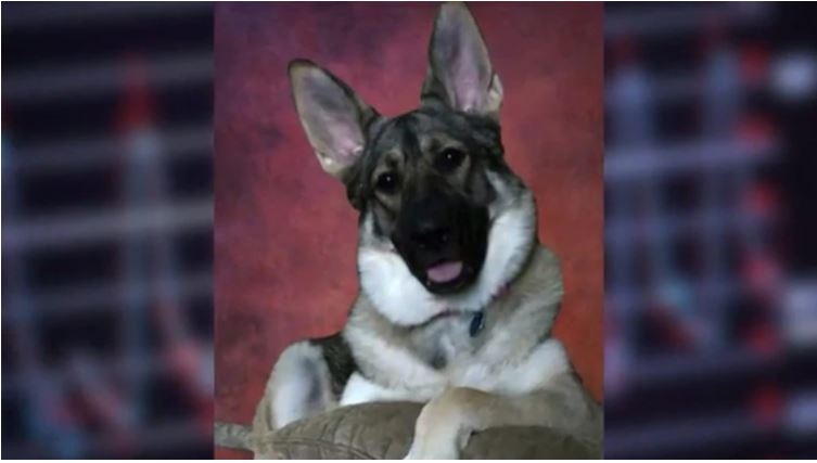 Mujer perdió sus extremidades debido a una terrible bacteria que le transmitió su perro