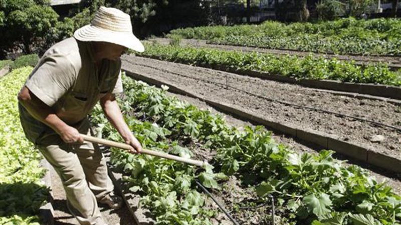 Producción de hortalizas disminuirá 85% en el último cuatrimestre de 2020
