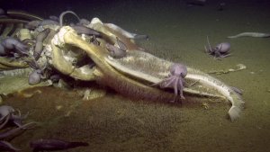 Investigadores mostraron el destino de los restos de una ballena en las profundidades del océano (video)