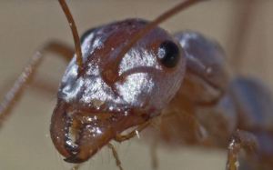 Hallan el fósil de hormiga más antiguo del mundo: más de un millón de años