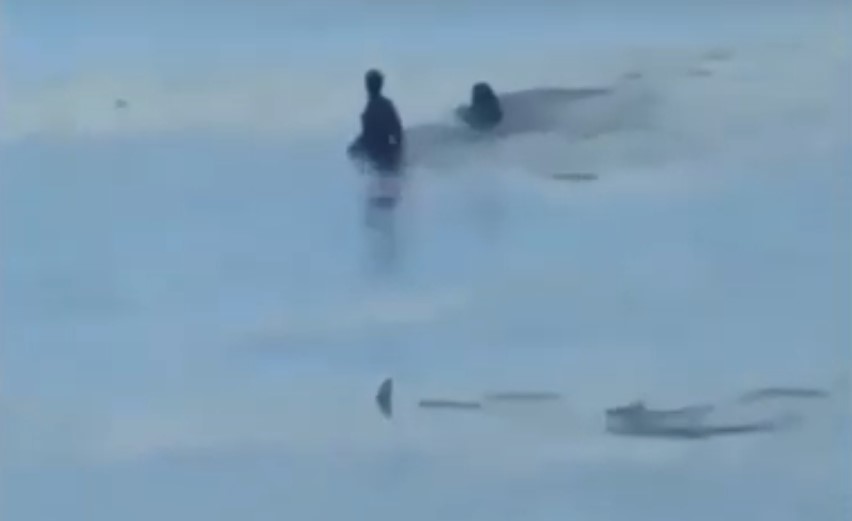 EN VIDEO: Una pareja de turistas entra en pánico al ser acechada por un tiburón