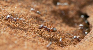 En el Sahara encontraron la hormiga más rápidas del mundo