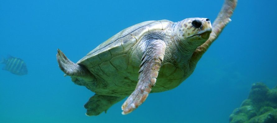 Condado de Collier registró 58 tortugas marinas muertas en el mes de octubre