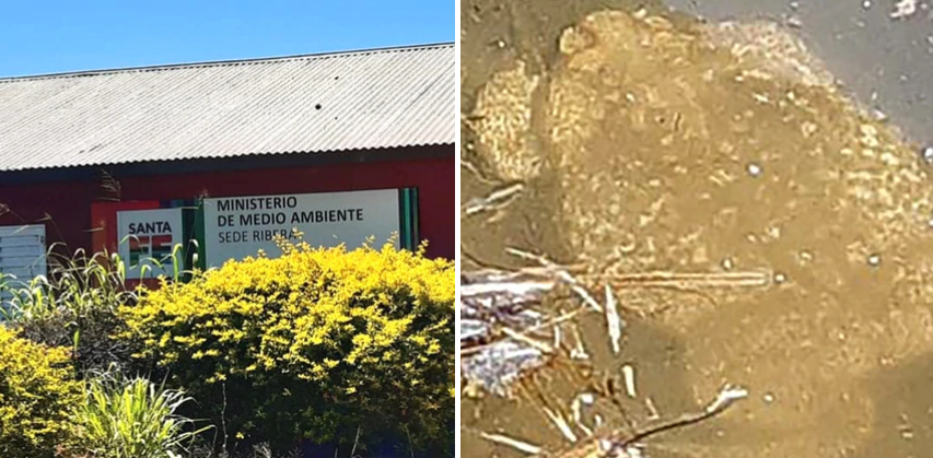 Encontraron un sapo exótico GIGANTE y de los más venenosos del mundo en Argentina (FOTOS)