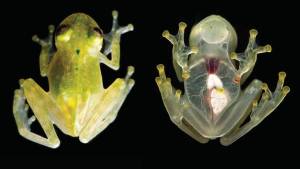 La extraña “rana de cristal” reaparece luego de 18 años en bosque de Bolivia