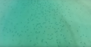 EN VIDEO: Cientos de tiburones invaden una bahía en Nueva Zelanda cerca de unos surfistas