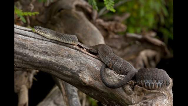 Las serpientes en apareamiento cierran rápidamente parte del parque de Florida