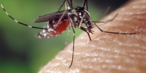 Cuerpos de salud confirman caso por dengue en Cayos de Florida