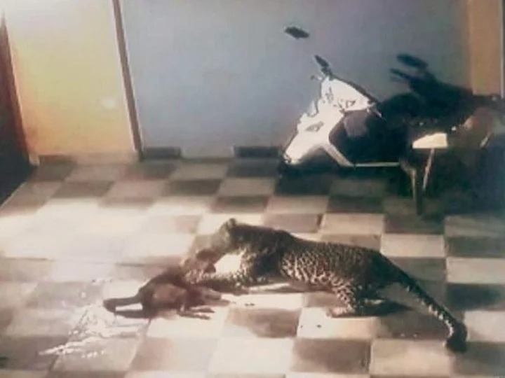 Animales sueltos por la cuarentena: El VIDEO del leopardo que saltó al patio de una casa y casi mata al perro
