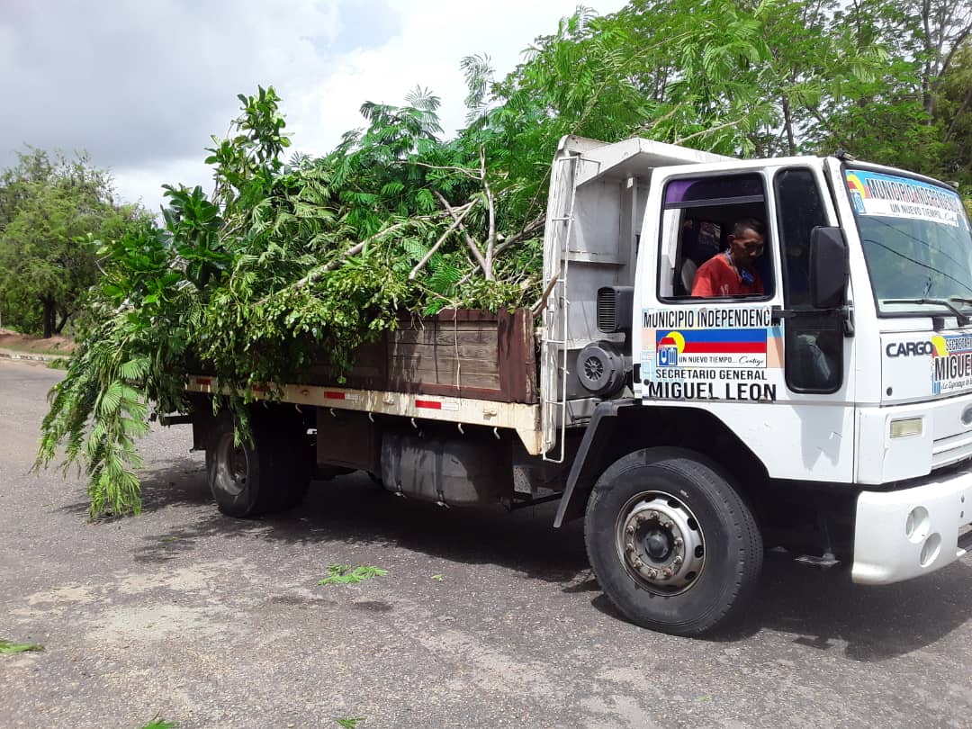 Tala de árboles se acrecienta en el Táchira por falta de gas doméstico (Fotos)