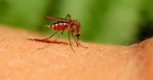 Condado de Los Ángeles lanza campaña contra picaduras de mosquitos