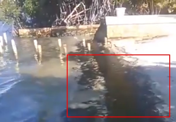 El derrame de petróleo en Falcón llegó a los hogares de la costa (VIDEO)