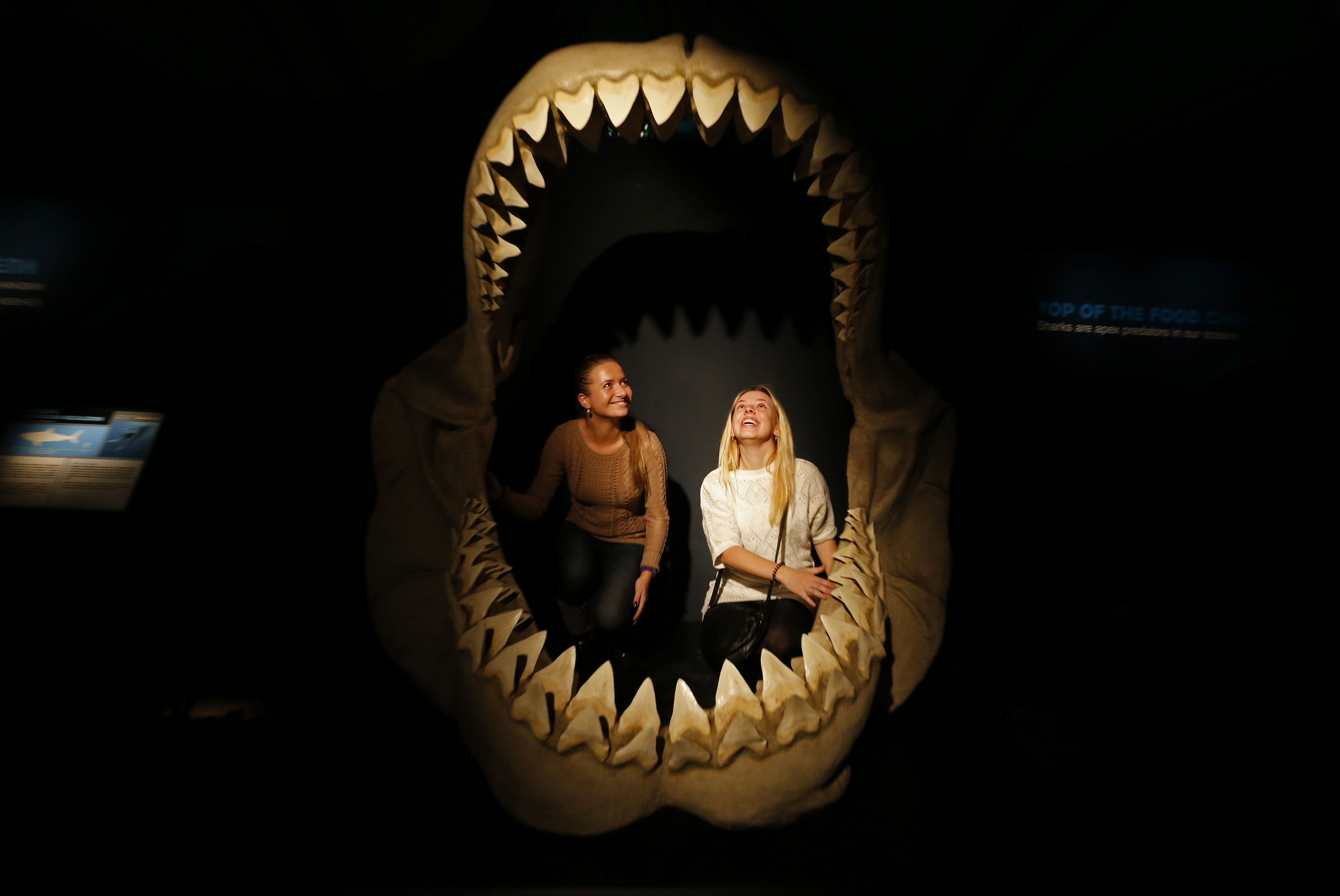Malta tratará de recuperar diente de megalodón que Sir David Attenborough le regaló a príncipe Jorge