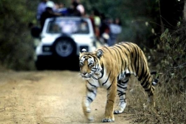 Persiguen en India a un tigre que mató ocho personas