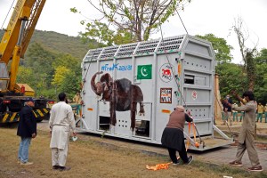 El elefante maltratado en Pakistán será trasladado a Camboya