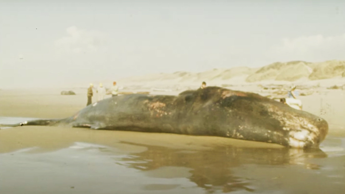 Cuando en EEUU explotaron una ballena: El VIDEO de una noticia surrealista… ahora en HD