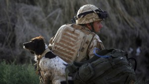 Galardonan a Kuno, el perro militar británico que perdió una pata luchando contra Al Qaeda