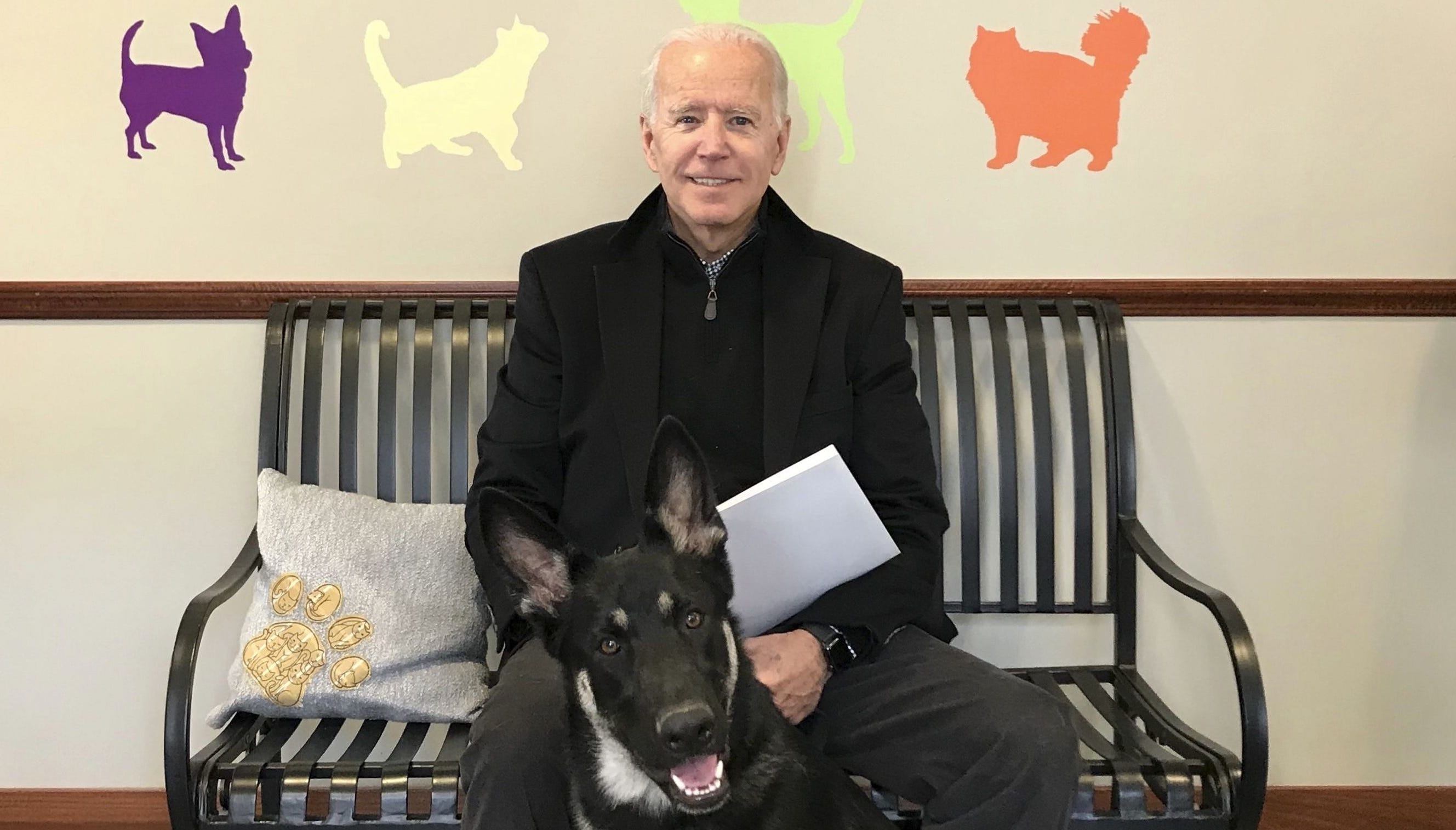 Conozca al primer perro adoptado que ingresará a la Casa Blanca luego de la victoria de Biden (VIDEO)
