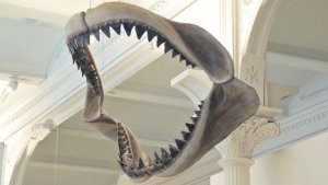 Hallaron fósil de un tiburón prehistórico aún más grande que el megalodón