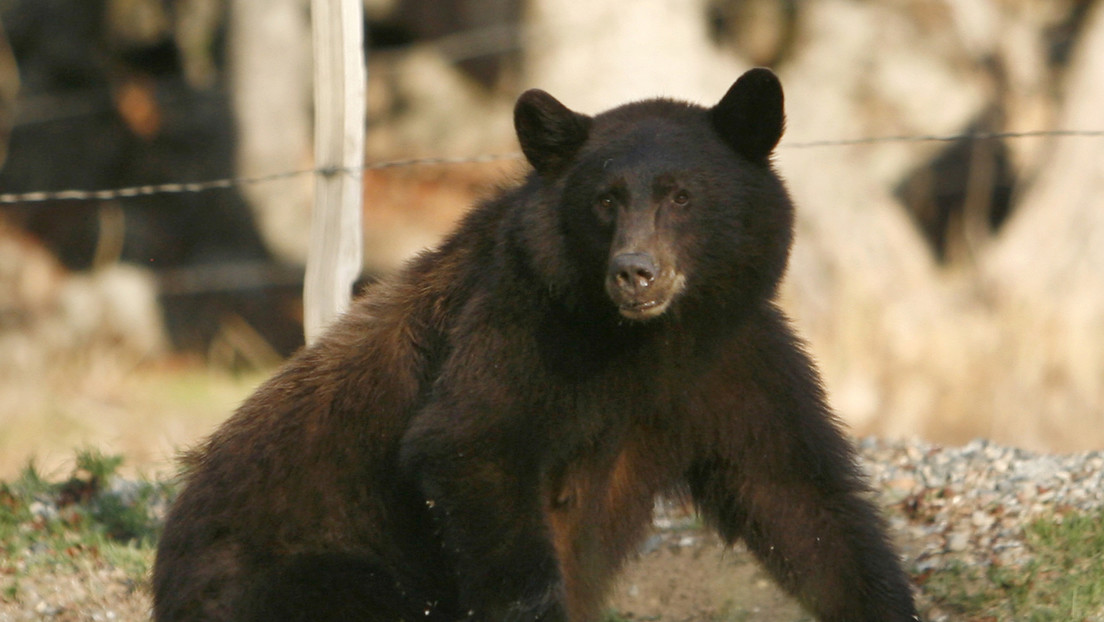 Tomó de la garganta y golpeó en la cara a un gigantesco oso para salvar a su perro en EEUU