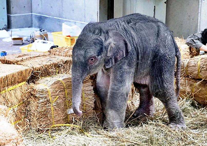El Zoológico de Tokio presenta primer elefante nacido allí en 138 años