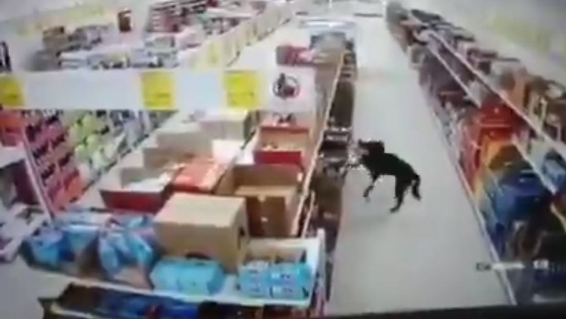 VIRAL: Un perro que “robó” comida de un supermercado se desinfectó las patas antes de huir (Video)