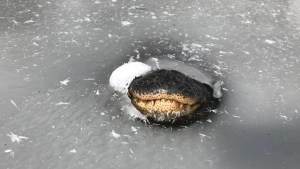 La increíble manera cómo se adaptan los caimanes en los pantanos congelados en EEUU (VIDEO)