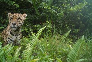 Proyecto Sebraba: Al rescate del jaguar venezolano, asfixiado por la mano del hombre