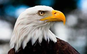Rescataron a un águila calva herida en zona salvaje de Florida