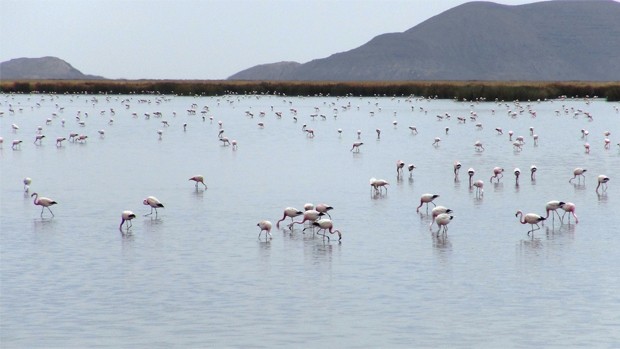 El lago boliviano de importancia mundial que se ha convertido en un desértico basurero (Video)