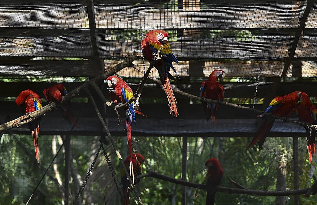 La guacamaya roja quiere volver a reinar en Honduras y repoblar Centroamérica (FOTOS)