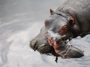 Hipopótamos invaden Colombia: Consecuencias inesperadas que dejó Pablo Escobar Gaviria
