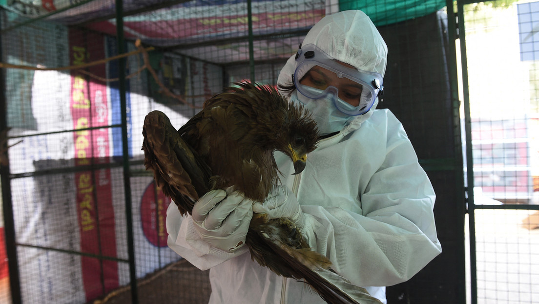 India confirmó la primera muerte por gripe aviar de la cepa H5N1