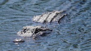 ¡Aterrados! Así quedó un grupo de pescadores tras la repentina aparición de un enorme caimán en Florida (VIDEO)