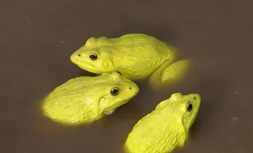 EN VIDEO: Un “ejército” de ranas amarillas invade los charcos de la India