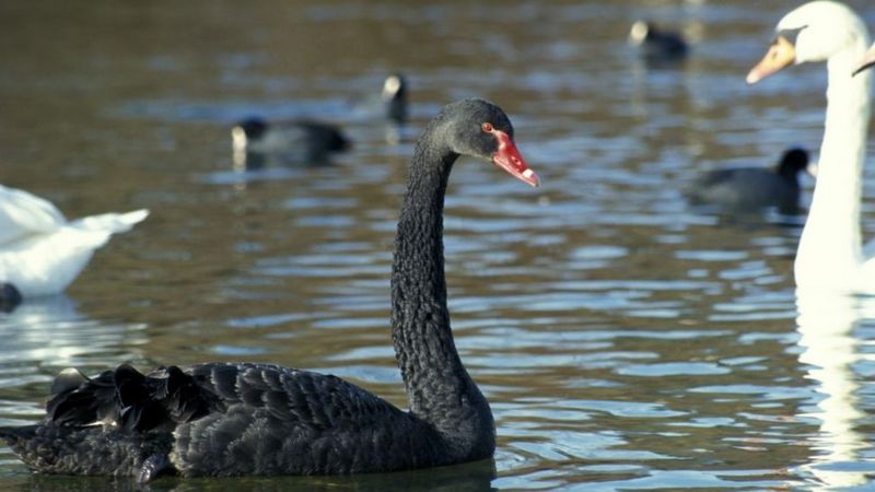 Corea del Norte empieza a criar cisnes negros para su consumo en medio de una crisis alimentaria