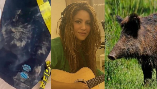 Shakira fue atacada por dos jabalíes en un parque de Barcelona: “Me han destrozado todo”