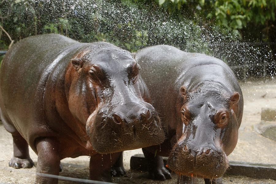Nace un bebé hipopótamo a pesar de que su madre tomaba anticonceptivos