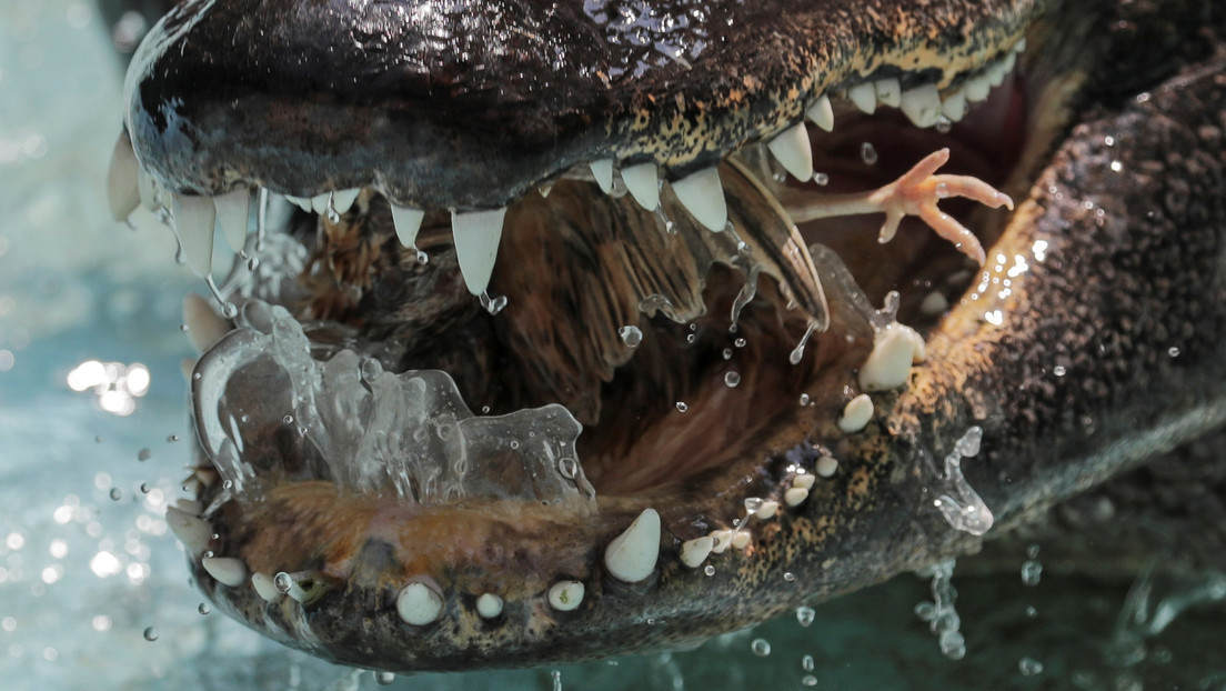 INCREÍBLE: Un enorme cocodrilo se comió a otro de casi dos metros en solo tres segundos (VIDEO)