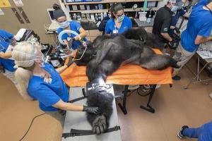 Examen médico al gorila “Barney” se convirtió en sensación en las redes