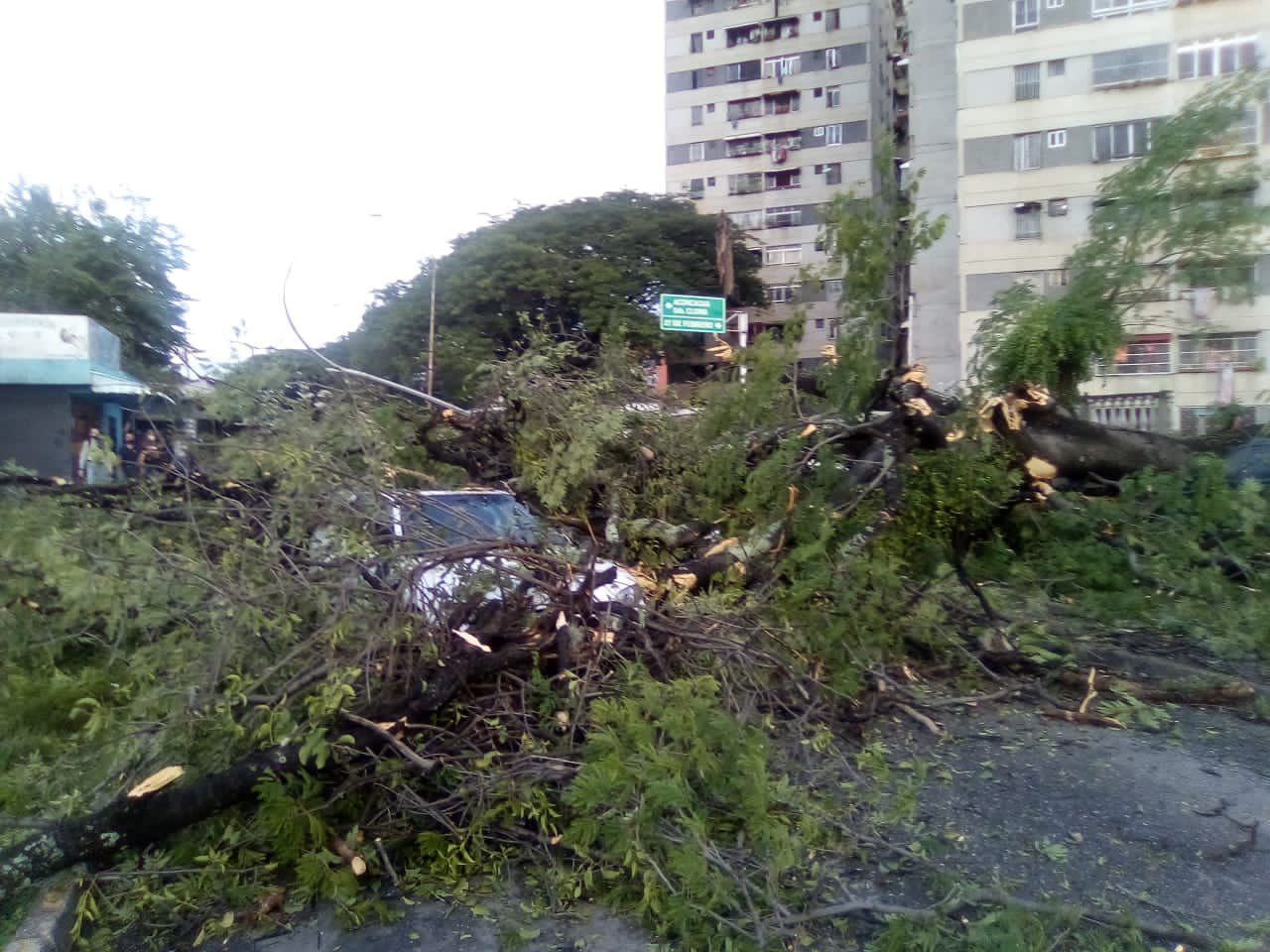 Reportan un fallecido y varios heridos tras caer un árbol en sector El Samán de Guarenas #28Oct
