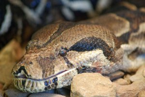 La Titanoboa, la serpiente más grande de la historia fue descubierta en Colombia