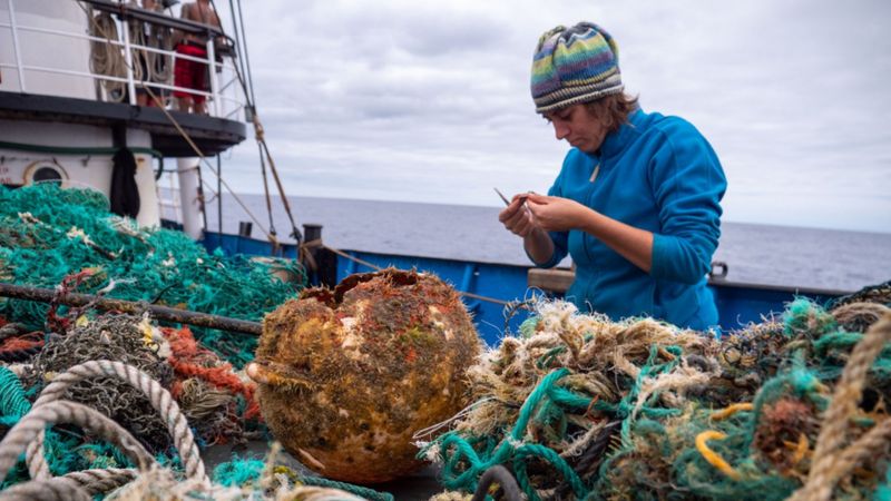 EN FOTOS: las especies que han colonizado la gigantesca “isla” de plástico que flota en el océano Pacífico