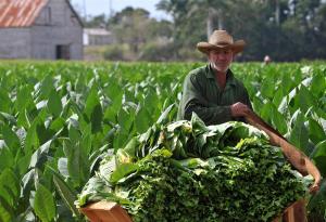 Cuba reduce un 10% la siembra de tabaco por falta de insumos